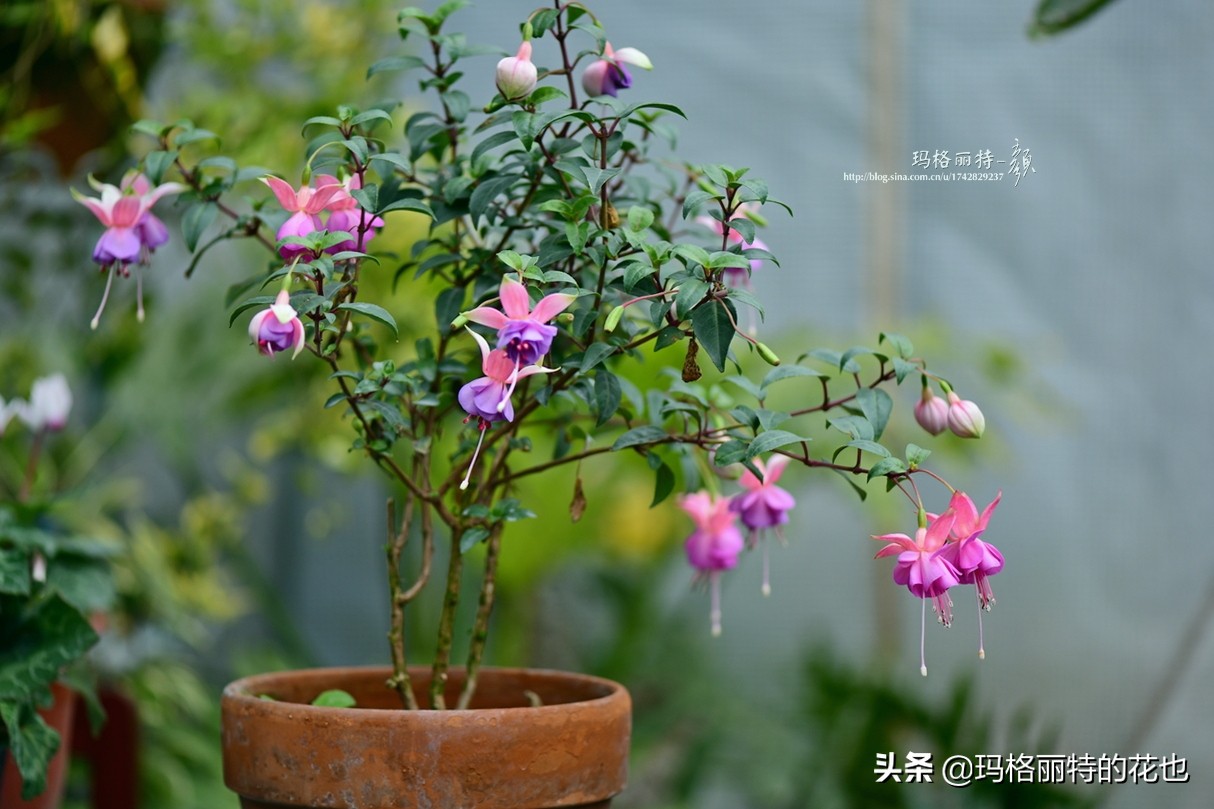 园丁金挂有排期吗,吊钟海棠怎么养护