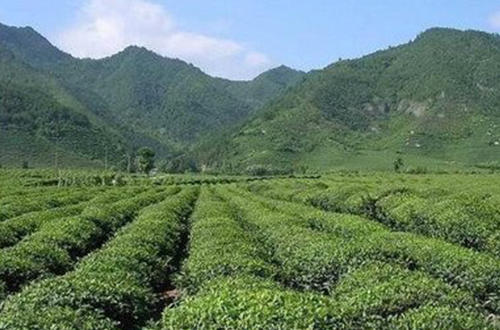 中国十大名茶六安瓜片产地,六安瓜片中国十大名茶之一