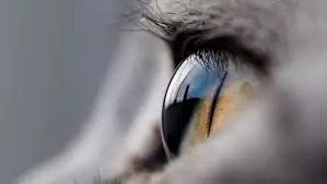 猫狗总是有眼屎,是正常还是生病了?宠物医生教你如何简单判断