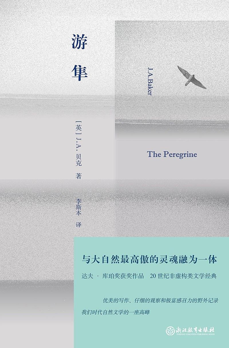 游隼自立飞行,游隼闭着翅膀飞