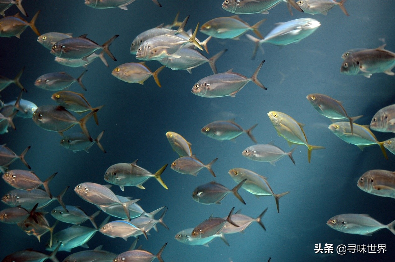 民间呼鱼手法视频,呼鱼术的正确方法视频