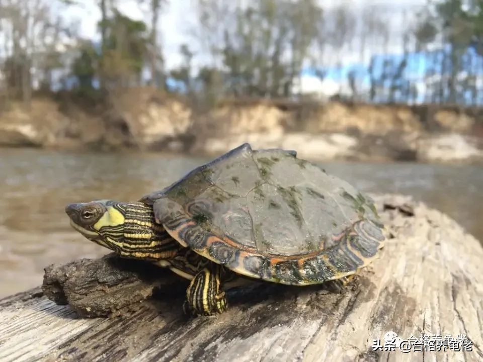 安利几个快速送走你的龟的好办法