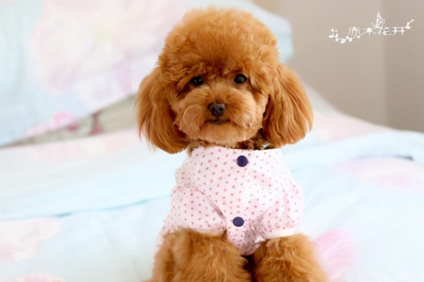 泰迪生病了一直躲着自己睡觉,泰迪命短的坏习惯有哪些