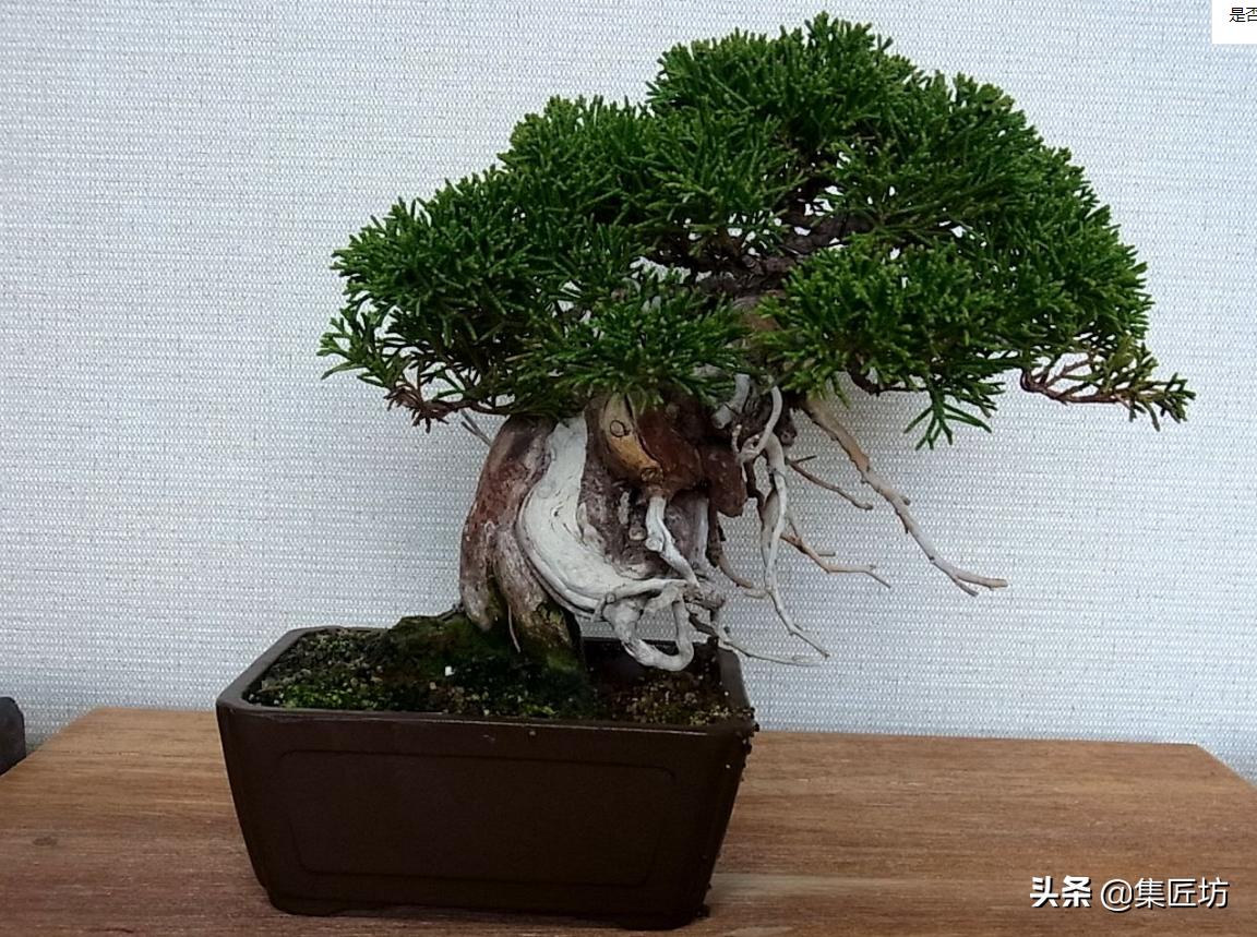 盆景树桩舍利怎么制作,盆景老桩镂空舍利的制作