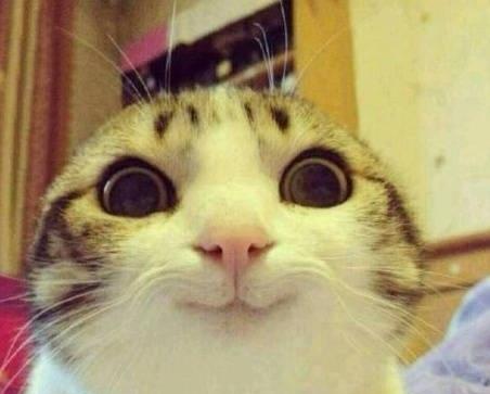 猫咕噜咕噜的表示他开心吗,猫咪高兴时会笑吗
