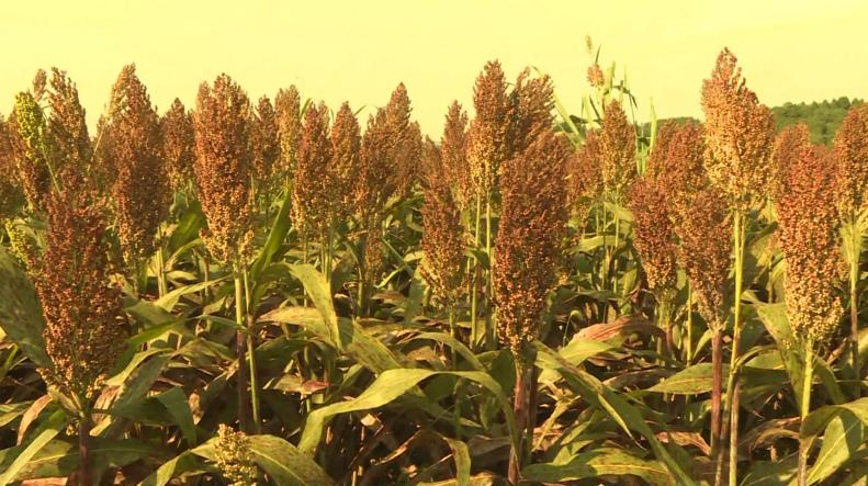 红了！红了！这些天的南充市嘉陵区龙蟠镇真的是“红遍天”了