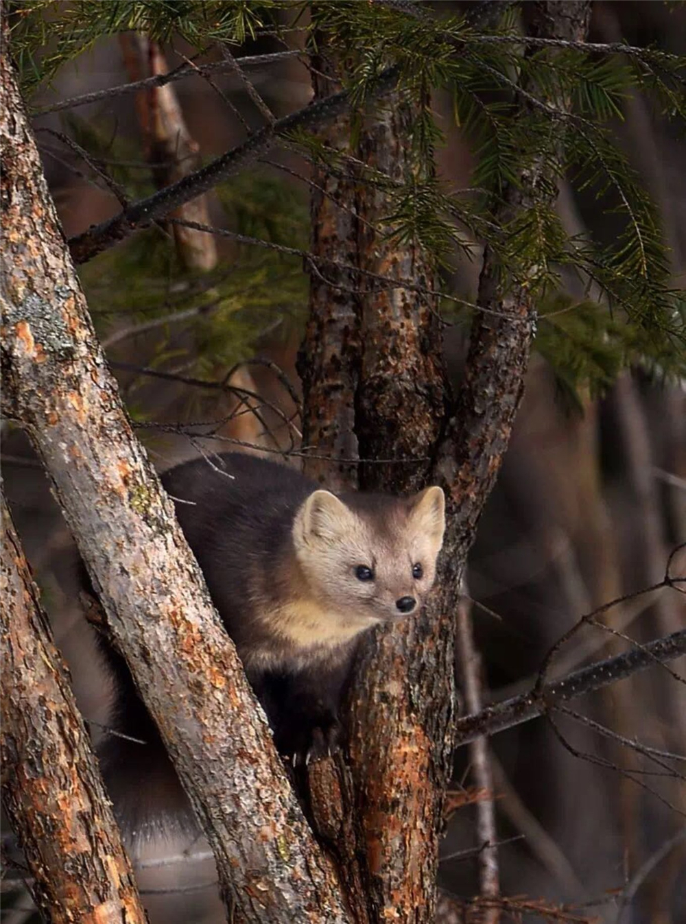 萌化延边发现珍稀紫貂,野生紫貂宝宝