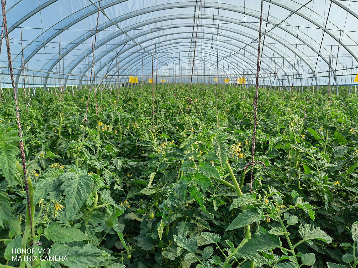 荣耀v40最详细评测,荣耀v20半年后表现如何