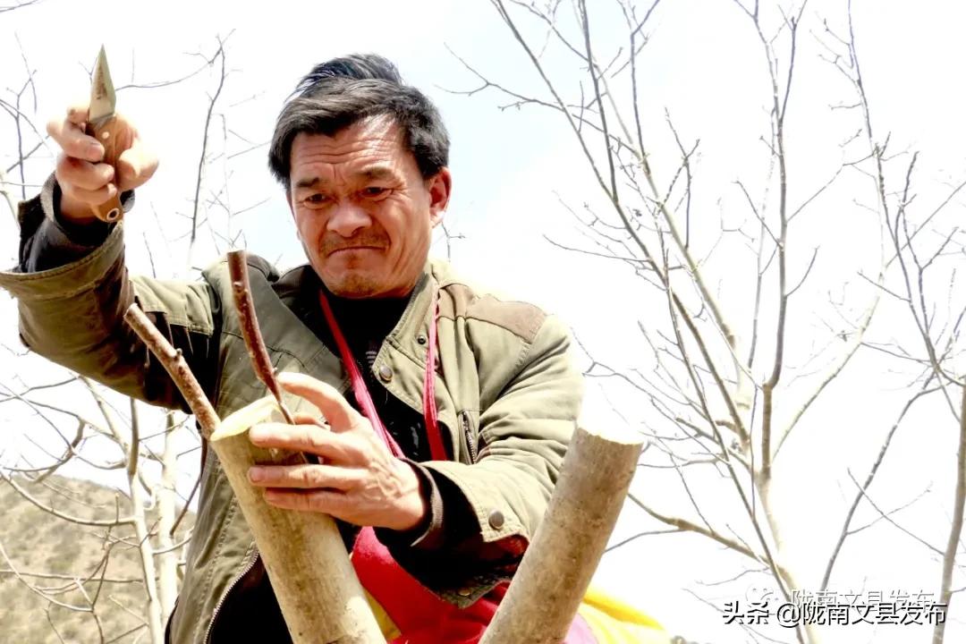 文县乡村振兴新闻,文县乡村振兴从春天启程
