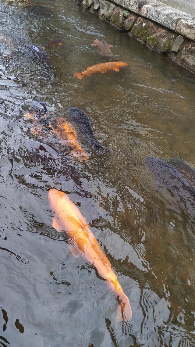 景点打卡日本名古屋乐高公园,日本名古屋乐高公园