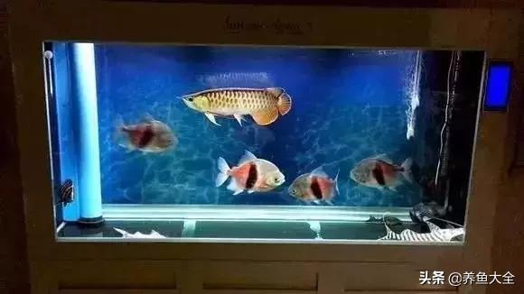 养鱼大神都养什么鱼,鱼缸养鱼都有哪些鱼
