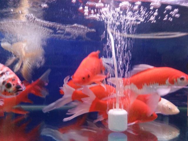 鱼缸的水面上有泡泡怎么解决,鱼缸的水面上好多小气泡