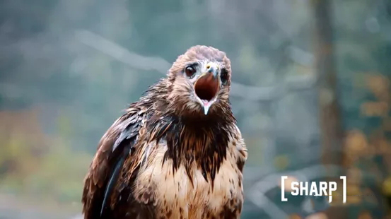 星特朗10x42双筒望远镜,10x50望远镜是什么意思