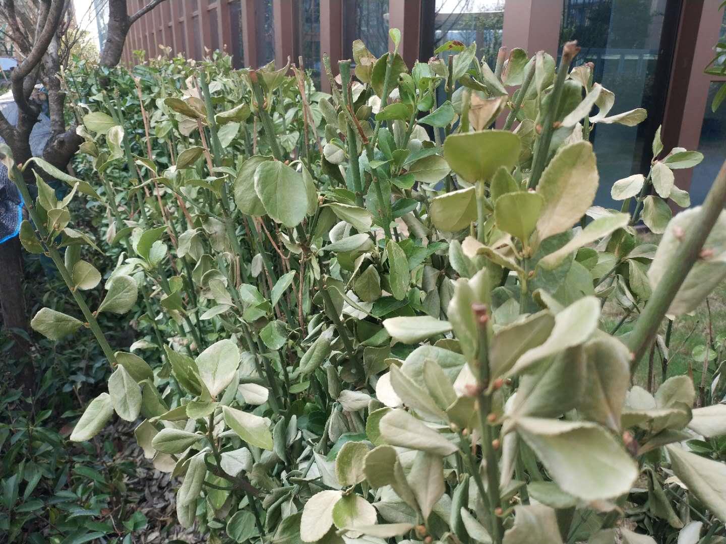 大叶黄杨冬季黄叶是什么原因,大叶黄杨叶片发黄掉叶是什么原因