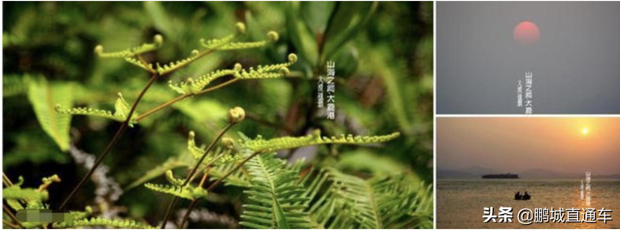 深圳也有超多绝美海岸线,深圳最美海岸线拍照