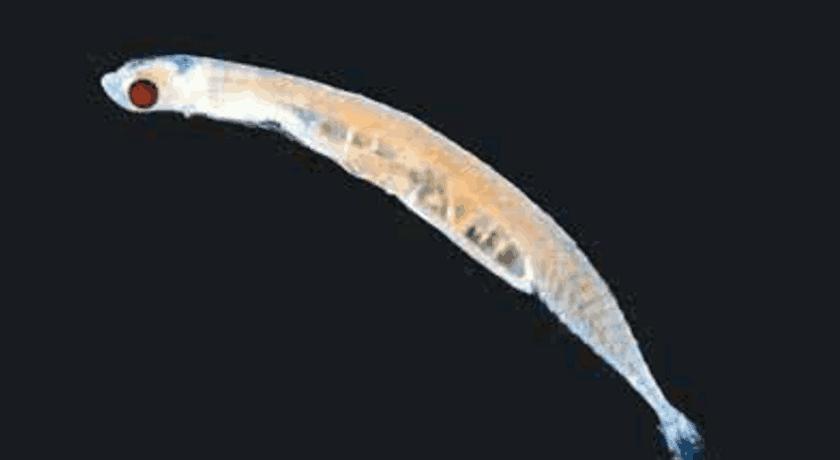 世界上最小的鱼类有多少厘米,世界上最小的鱼的幼崽