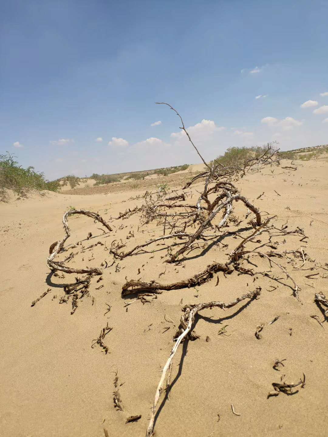 在大西北实习的那几天,下