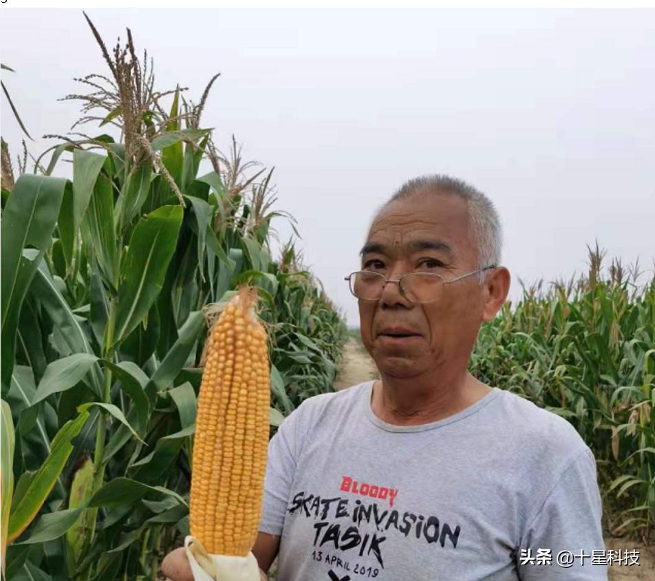 玉米密植高产还是稀植高产,玉米品种稀植品种有哪些