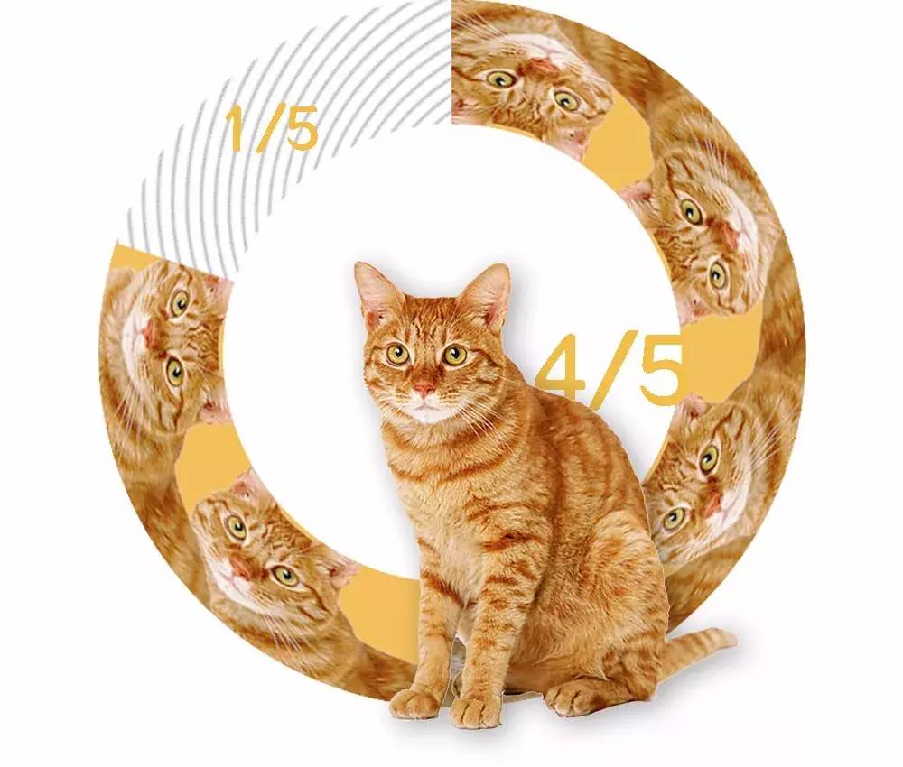 猫圈一定是魔咒吗,猫圈玄学黑猫