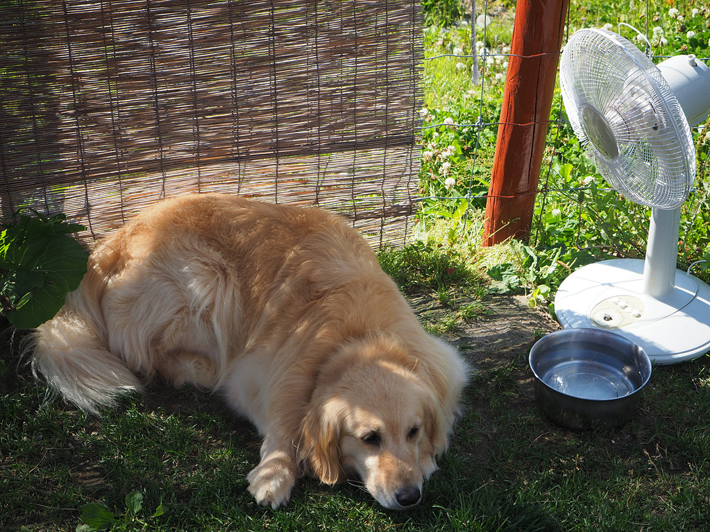 铲屎官防止狗中暑原视频,天气热狗狗中暑