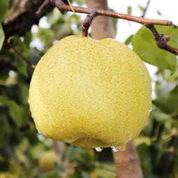 砀山县城市发展,梨都砀山万亩瓜果之乡