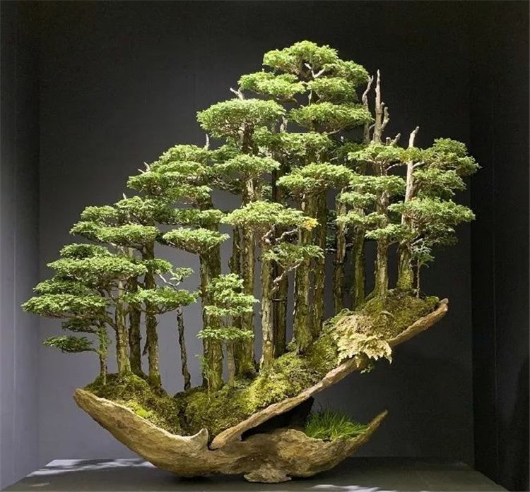 做盆景的口诀,盆景技法口诀是什么