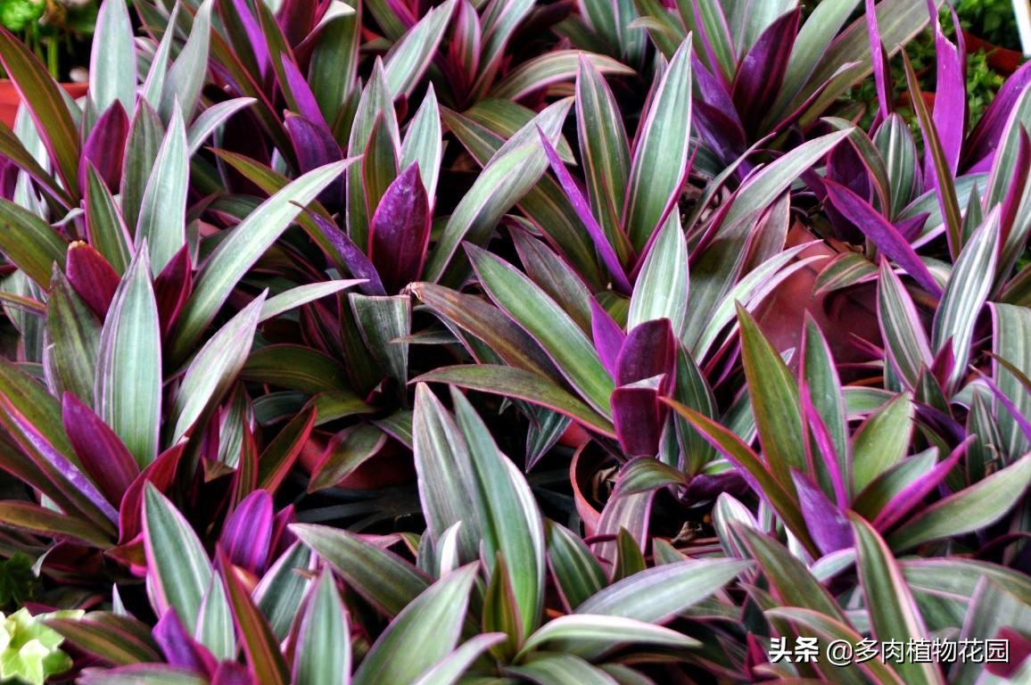 养花小妙招让你的花养得更加棒,新手养花小技巧学会才能养好花