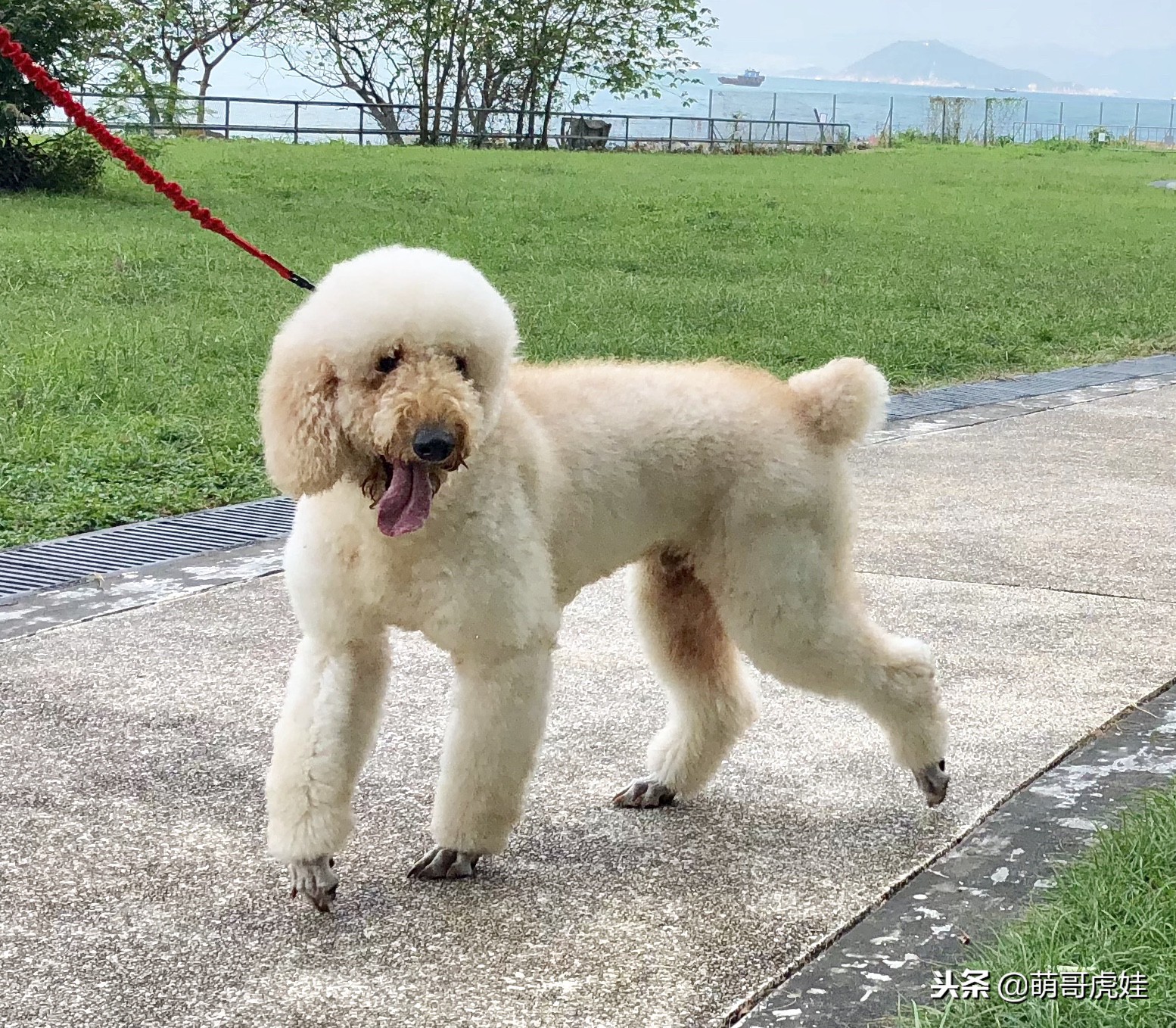 巨型贵宾如何剃毛,贵宾造型和泰迪造型