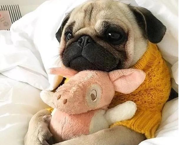 巴哥犬有眼屎正常吗怎么治,巴哥犬眼屎多怎么办用什么药