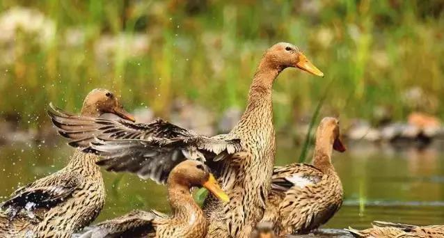 鸭子烧什么配菜好吃四川,四川鸭子的几种做法