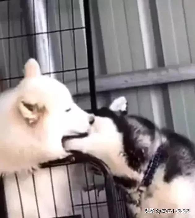 哈士奇和萨摩耶的幸福日常,哈士奇与萨摩耶的爱情