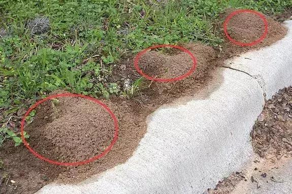 红火蚁出没村民被咬致休克,红火蚁入侵这里多人被咬伤