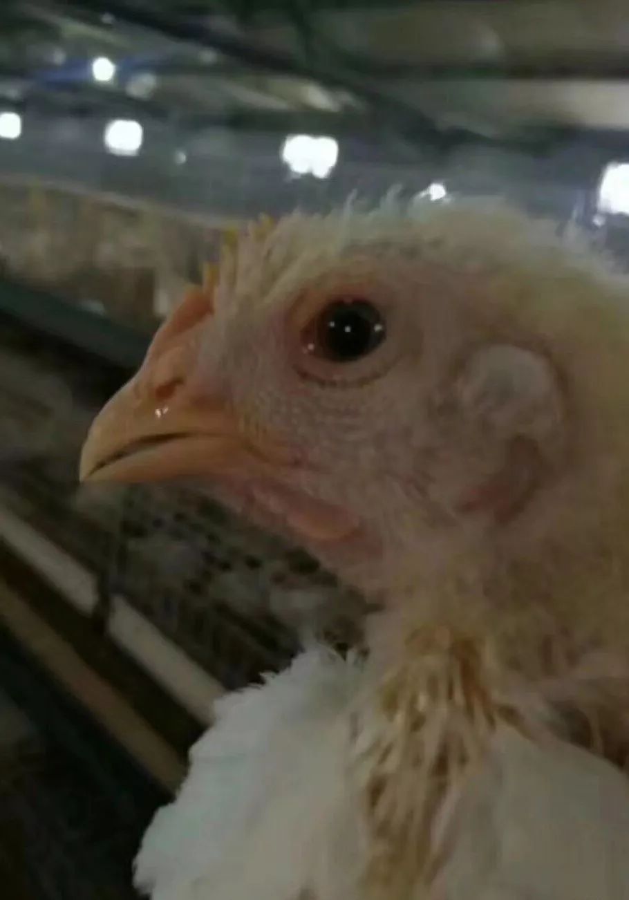 崔老教你养鸡视频,崔老教你养鸡技术