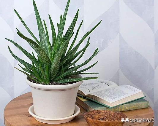 芦荟叶干瘪卷叶是怎么回事,芦荟叶子枯黄需要修剪吗