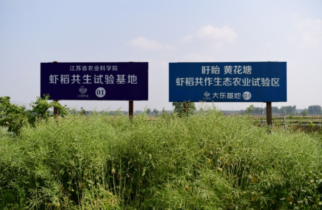 红袍小龙虾,红盔甲龙虾加盟多少钱