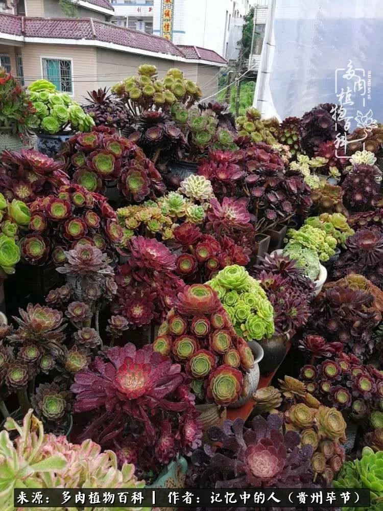 我心中的玫瑰原唱,我心中的玫瑰全部歌曲