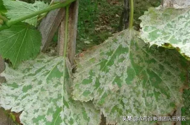 霜霉疫病不好治？那你怎么不试试这个，作用好还残留低！