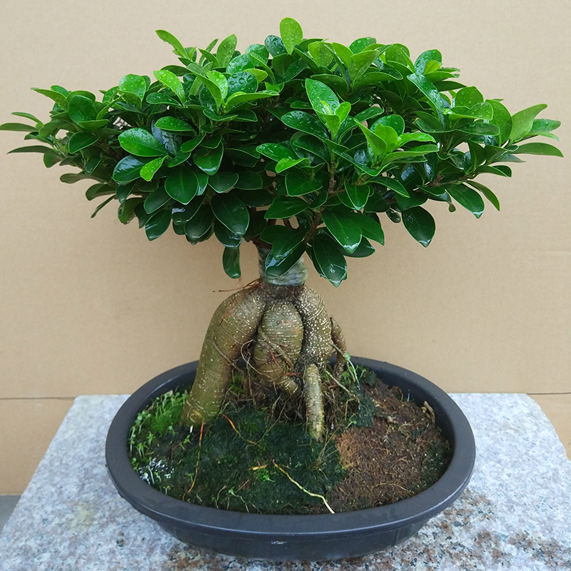 榕树怎么养才能养的叶片绿油油的,榕树盆栽怎么养才能更旺盛