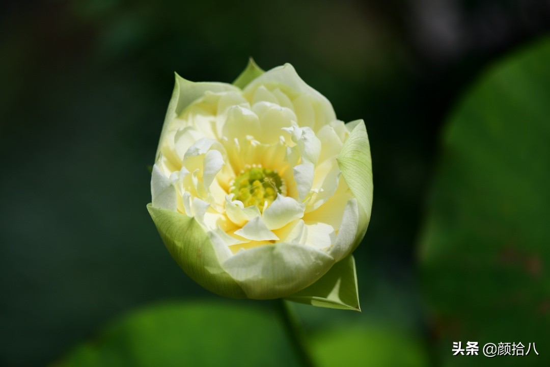 碗莲种藕生长到开花全过程,碗莲种藕到开花的过程