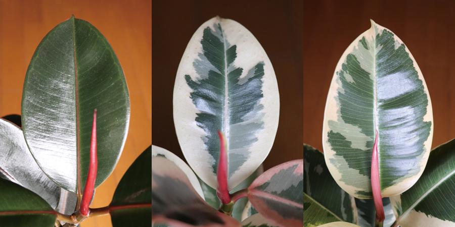 常见的榕属植物,美如画的树