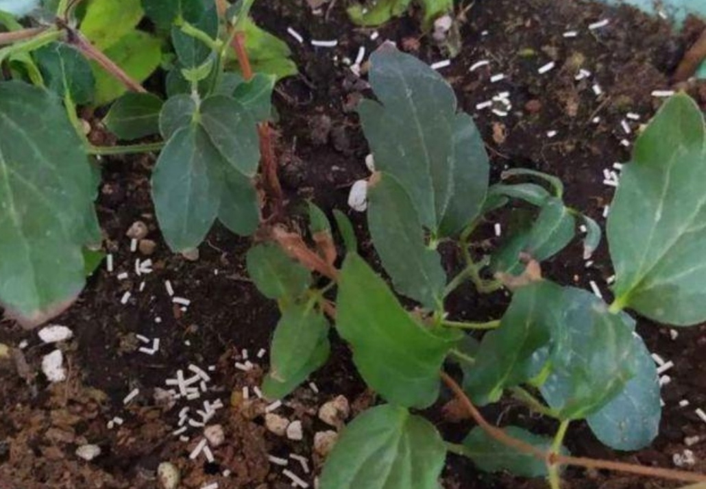 养花得了蚜虫蚧壳虫小黑飞,水里“加点它”,统统“灭干净”