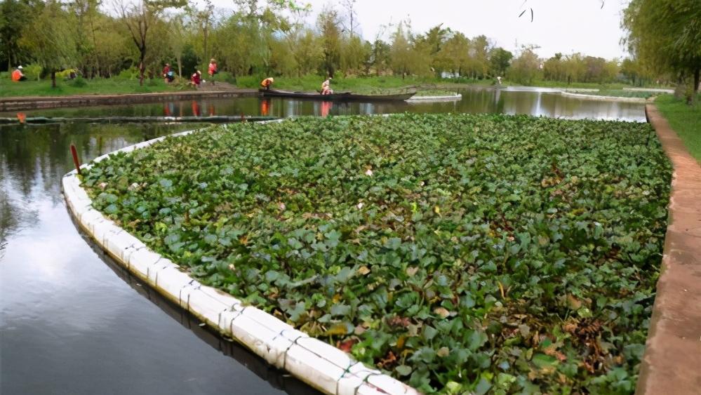 水葫芦入侵杂草,水葫芦的弱点太好笑