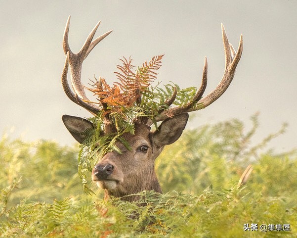 来自动物世界的22个有趣事实,动物世界中有什么有趣的现象