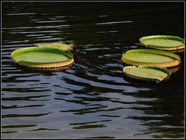 静水流深智者无言完整版,静水流深智者无言什么意思