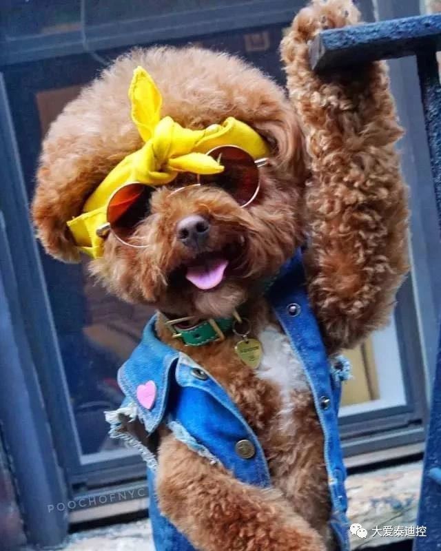 泰迪身上出现白毛，多数是这些原因造成的，你知道吗？