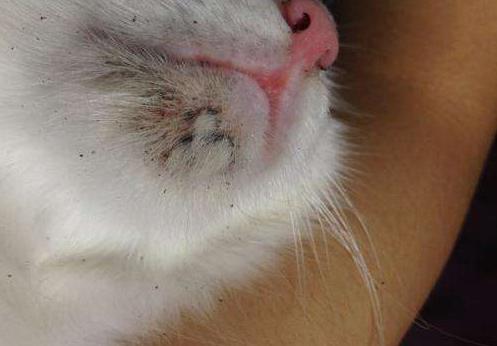 猫身上的猫癣用了药还具传染性吗,猫咪得了猫癣20天了还有传染性吗