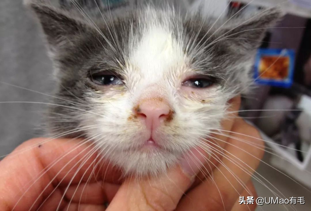 猫感冒会传染其他猫吗,猫感冒了有哪几种表现