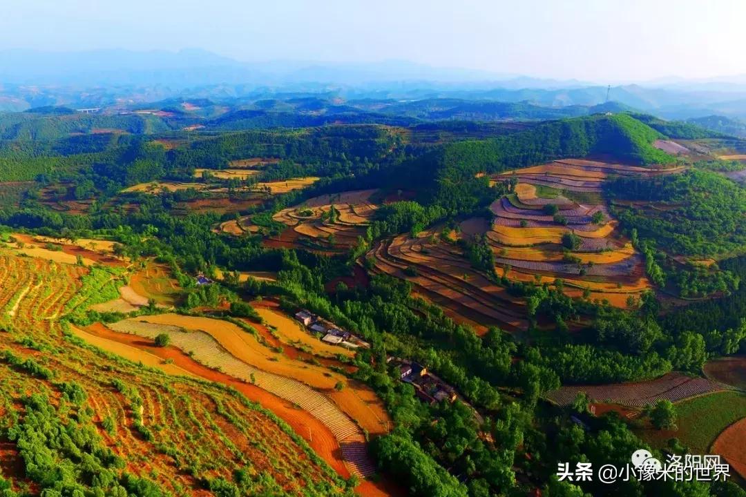 河南洛阳发布最新通知,洛阳牡丹花会向全世界发出邀请