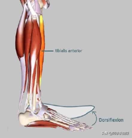 下蹲时膝盖要不要超出脚面,下蹲膝盖不能超过脚尖