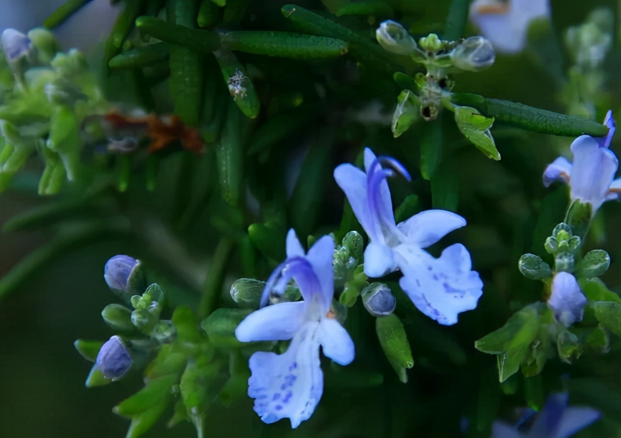 十种蓝色花,常见的六种蓝色花